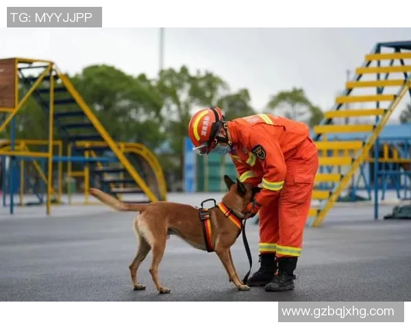 韩国狗狗足球明星的魅力与成就探秘之旅